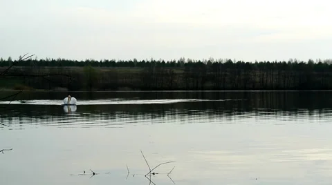 Swan defends its territory Stock Footage 37763754