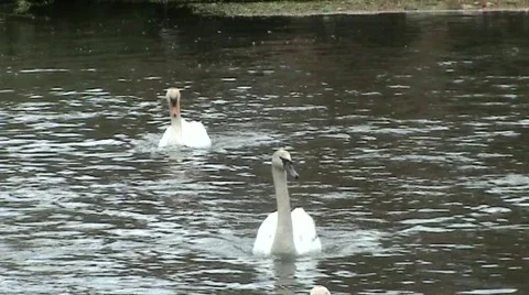Swan, dipping in water Video stock 376060