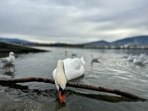 A swan dips its beak into the calm river Stock Photos