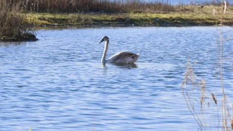 Swan dips its head into the water Stock Footage 299750505
