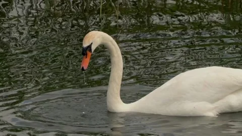 Swan dive Stock Footage 142213485