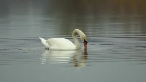 Swan dive on lake Stock Footage 222945175