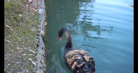 Swan dives into the lake Stock Footage 128735667