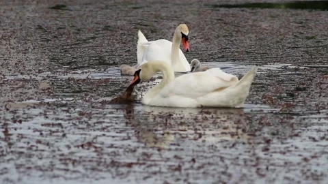 Swan dives into the water for a meal next to his family Vídeos de archivo 111237403