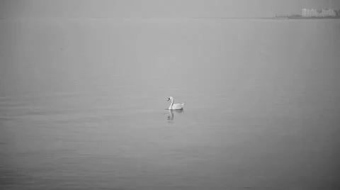 Swan divin in the sea Stock Footage 34548523