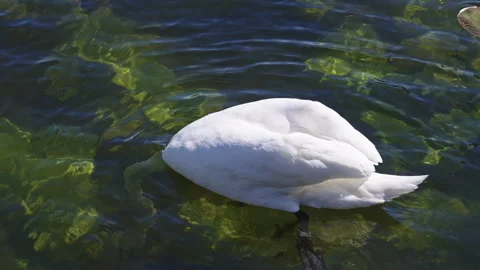Swan Diving and Surfacing with Aquatic Plants in Clear Water Stock Footage 309451313