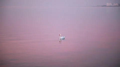 Swan diving Stock Footage 34548413