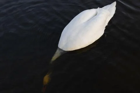 Swan diving head-first into dark water Stock Photos