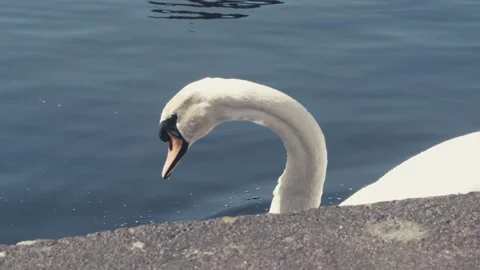 Swan Diving Head Under Water Stock Footage 238592652