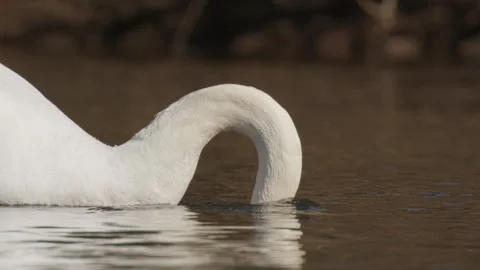 Swan diving his head into a River 動画素材 242127393