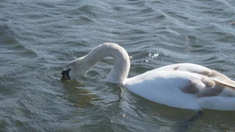 A swan diving with its to feed on a lake. Stock Footage 156133038