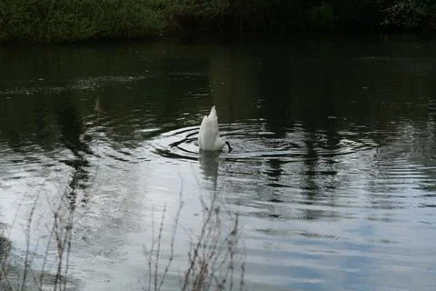 Swan diving in lake Stock Photos
