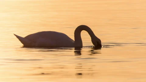 Swan diving in the sea closeup Stock Footage 153520470