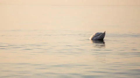 Swan diving in the sea Stock Footage 153520321