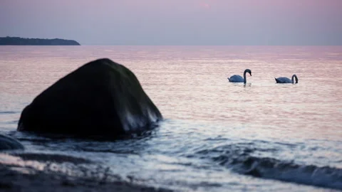 Swan diving in the sea stone foreground beach Video stock 153520536
