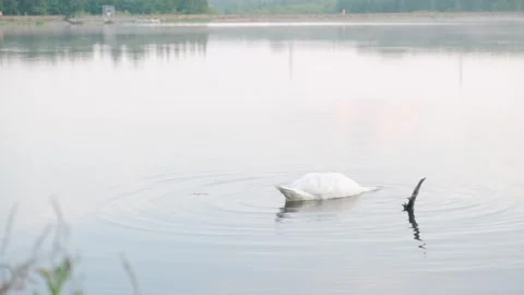 Swan diving under calm water near forested area during early morning Stockbeeldmateriaal 310240207