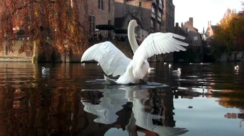 A swan doing some stretching Video stock 38417602