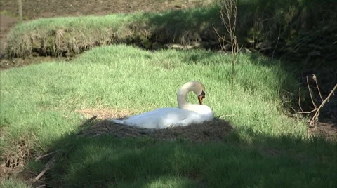 Swan Dozing on a Nest Video stock 8831245