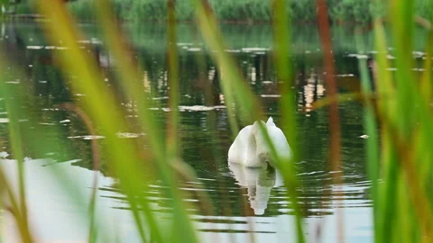 Swan drinking in a pond view through foliage Stock Footage 204125286