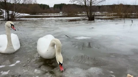 Swan drinking water Video stock 229166298