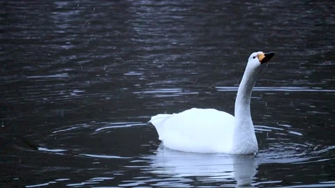 Swan drinking water Stock Footage 234282329