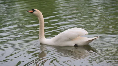 A swan drinking water in a pond Stock-Footage 307921147