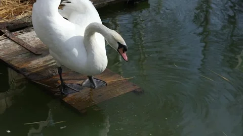 The swan drinks Video stock 241813786