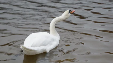 The swan drinks water Video stock 148211498