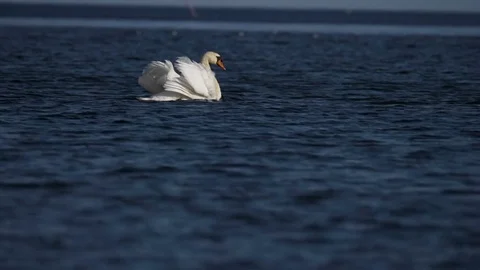 Swan Drying its Feathers in Slow Motion With Color Correction Stock Footage 82836706