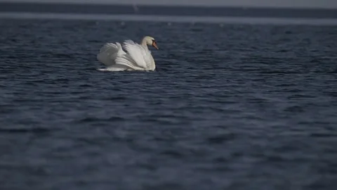 Swan Drying its Feathers in Slow Motion Without Color Correction Stock Footage 82836764