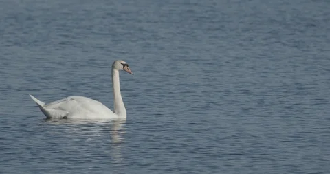 Swan with Ducks Flat footage Stock Footage 128140134