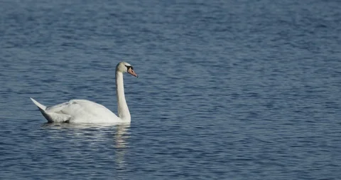 Swan with Ducks Stock Footage 127462846