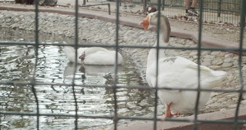 Swan ducks resting in a zoo Stock Footage 203158012