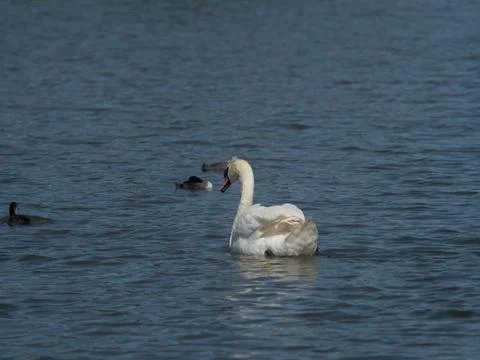 A swan with ducks in Thuringia on a lake Stock Photos