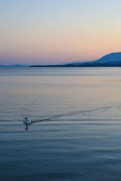 Swan at dusk Stock Photos