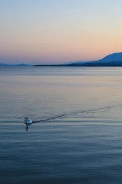 Swan at dusk Stock Photos