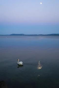 Swan at dusk Stock Photos