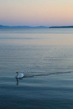 Swan at dusk Stock Photos
