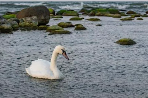 Swan at dusk Stock Photos