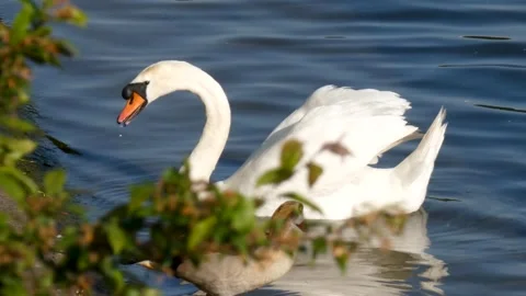 Swan eat in river at spring time Stock Footage 242312231