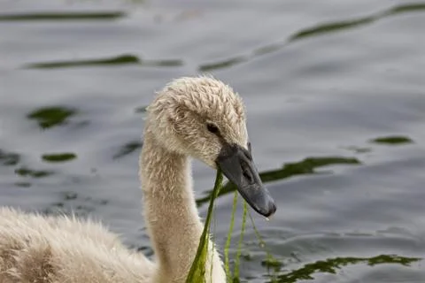 The swan is eating the algae Stock Photos