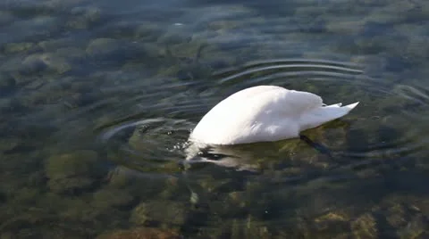 Swan Eating Video stock 10856491