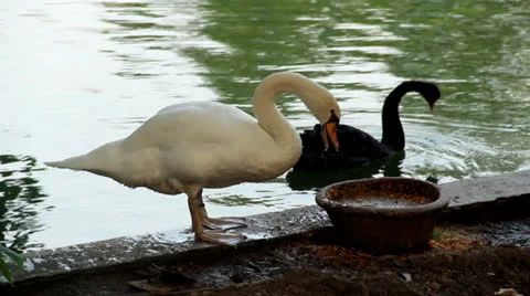 Swan Eating Stock Footage 24683838