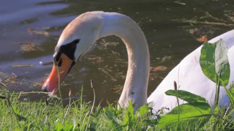 Swan Eating Video stock 39328555