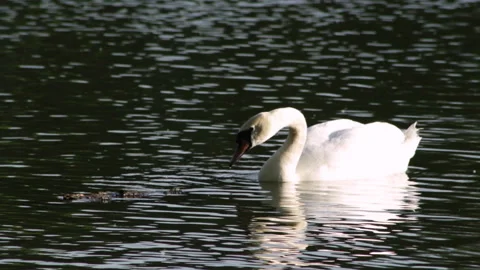 The swan is eating 库存影片 90783560