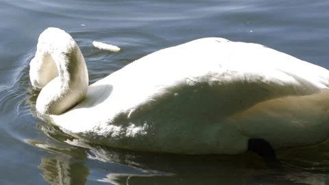 The swan is eating Video stock 90784048