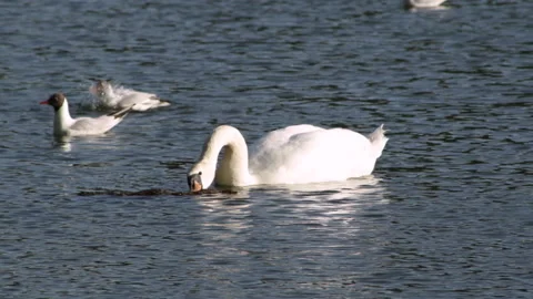 The swan is eating Stock Footage 91325613