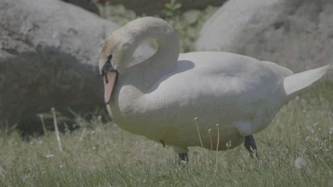 Swan eating 動画素材 107160964