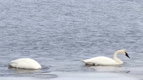 Swan Eating Video stock 149161535
