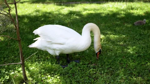 Swan Eating Grass in Park Stock Footage 293178752